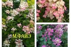 гортензия-мэджикал-файэ