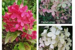 гортензия-петит-стар