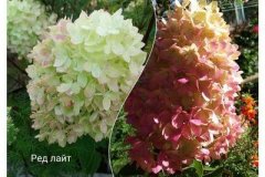 гортензия-ред-лайт