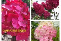 гортензия-самарская-лидия