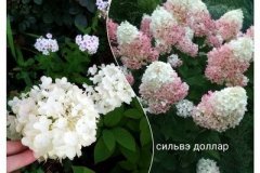 гортензия-сильвэ-доллар