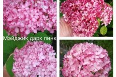 древовидная-гортензия-мэджикал-дарк-пинк