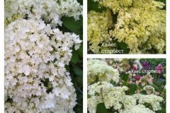 древовидная-гортензия-хайес-старбест